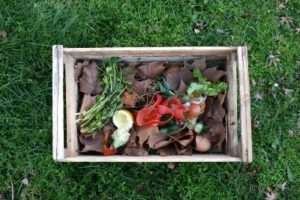 Desechos Orgánicos