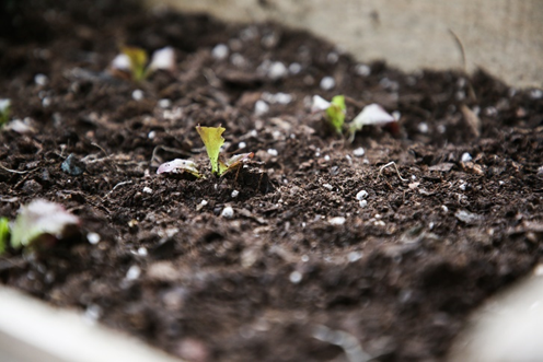 Semillas para huerto
