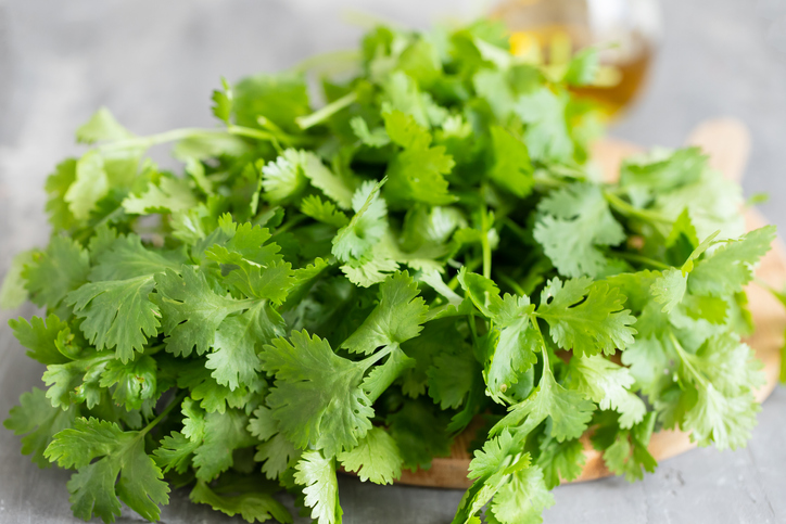 Cilantro verde en tabla de madera